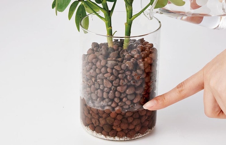 虫がわかない観葉植物「ハイドロカルチャー」を簡単に始めるならダイソーへGO♪
