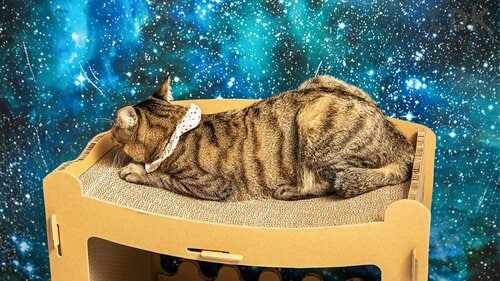 満室になるほど大人気でした! 猫用爪とぎおすすめ イメージ3