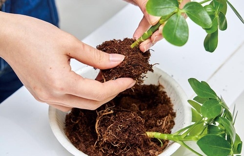 2:植物についた土をやさしく落とす