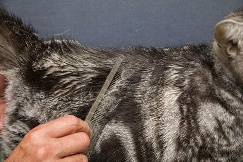 プロが伝授!ドライシャンプーのコツって?