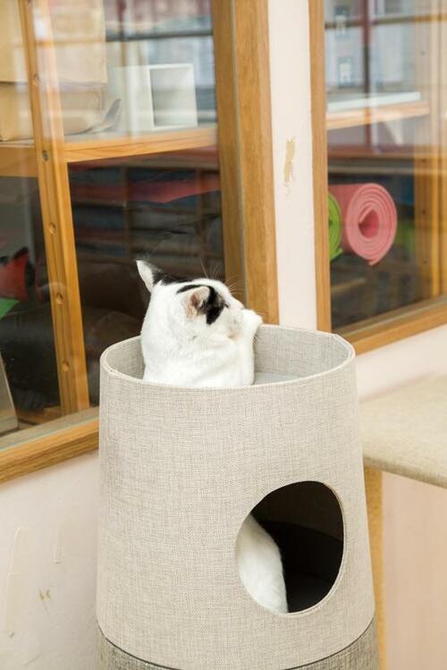 カインズ「キャットインテリアタワー NECOTA」3