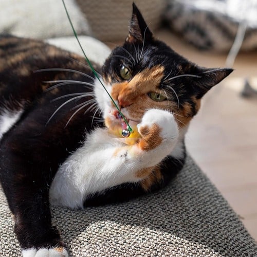 ▼テスト結果 猫用おもちゃおすすめ イメージ