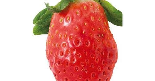 正しく選んだいちごは鮮度が高くて甘いんです イメージ