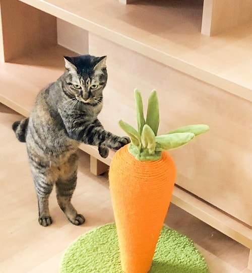 背が低くてツメとぎがしにくい 猫用爪とぎおすすめ イメージ