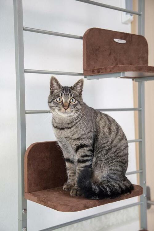 狭い部屋でも設置しやすい！ ボンビアルコン「キャットウォーク」 イメージ7