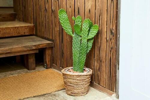 中サイズ 観葉植物おすすめ イメージ