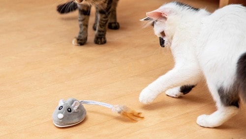 ネコゴコロをくすぐるランダムな動き 猫用おもちゃおすすめ イメージ