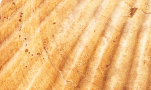 ホワイトニング前 ホワイトニングジェルおすすめ イメージ