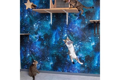 ネコが美しくコミカルに宙を舞う 猫用おもちゃおすすめ イメージ2