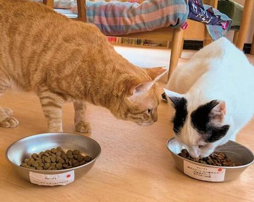 ベストの理由:多くの猫が夢中で食べた