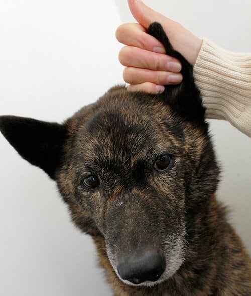 耳を触っていつでも健康管理 イメージ