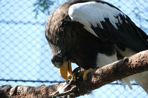 色味がくっきり、新緑が鮮やか イメージ2