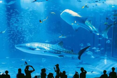 豊かな沖縄の海を再現「海洋博公園・沖縄美ら海水族館」
