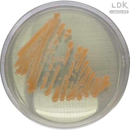洗剤未塗布だと7日でびっしり お風呂掃除用洗剤おすすめ イメージ