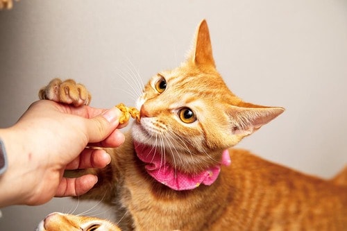 ▼テスト結果 猫用歯磨きおやつおすすめ イメージ