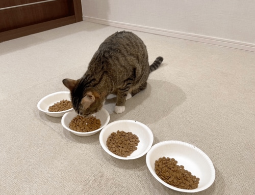 参考テスト:おいしさ 下部尿路ケア・キャットフードおすすめ イメージ