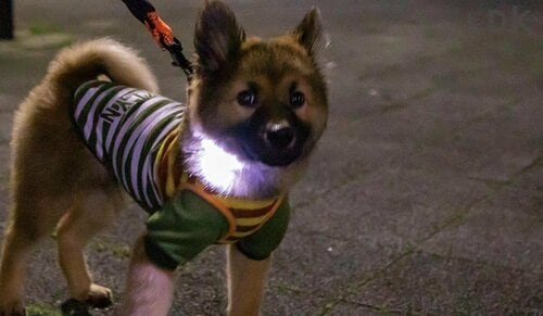 車の運転手からもよく見える 犬のお散歩用ライトおすすめ イメージ