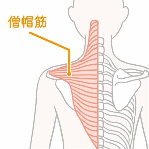 →僧帽筋をほぐして姿勢を改善しましょう ズボラストレッチおすすめ イメージ