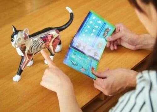 説明書付きでしっかり学べる！ イメージ