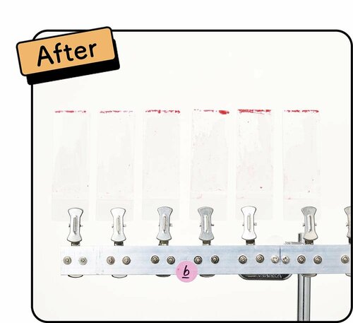 After 犬用シャンプーおすすめ イメージ