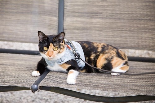 ポイント:長時間の散歩も苦にならなそう 猫用ハーネスおすすめ イメージ