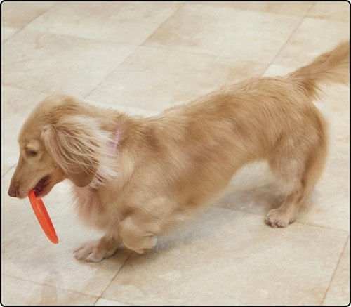 くわえにくいからやや遊びにくいのが弱点 犬用おもちゃおすすめ イメージ
