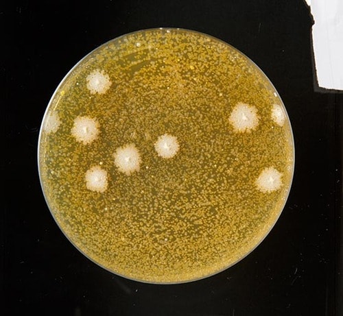 【テスト方法】食中毒菌とスポンジ 洗剤を垂らして除菌力をチェック イメージ3
