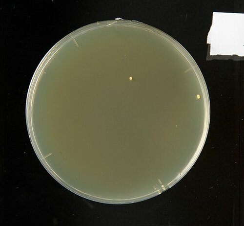 【A評価】十分な除菌力を発揮 CHARMY Magica イメージ