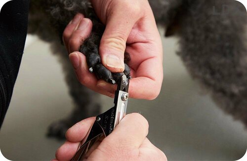 選び方2:切れ味 犬用爪切りおすすめ イメージ