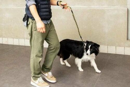 犬用リードとは? 使うメリット 犬用リードおすすめ イメージ