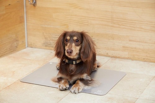 電気を使わなくても愛犬にひんやりを提供できる 犬用クールマットおすすめ イメージ