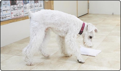 ロングセラーだけど効果は今ひとつ 犬のしつけ用スプレーおすすめ イメージ