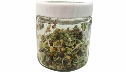 1日2回の水やりでモリモリ倍増！約9日で食べられるまでに成長 イメージ2