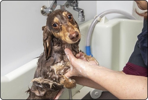 仕上がりはややゴワツキがあった 犬用シャンプーおすすめ イメージ