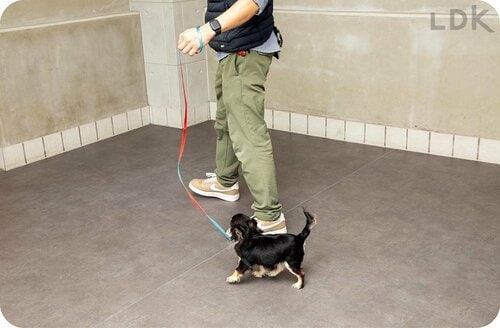 テスト1:操作性 犬用リードおすすめ イメージ