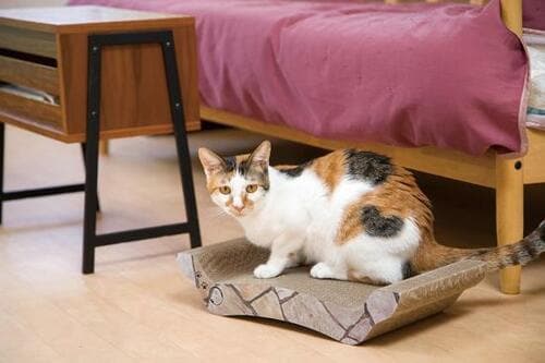 カインズ「猫壱 バリバリベッド M シックビンテージ」2