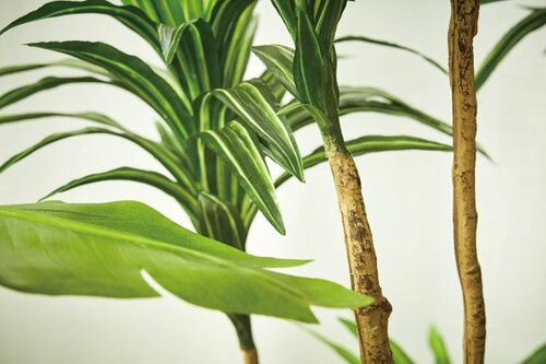 ①空間を立体的に見せてくれる 長身の「フェイクグリーン」 イメージ