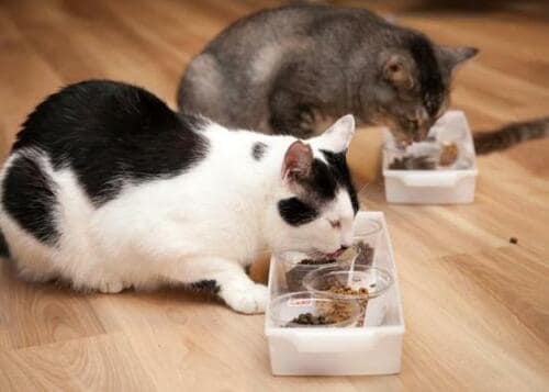 2匹以上飼っているならケンカにならないように！ イメージ