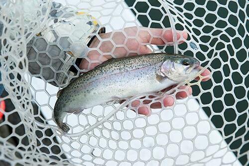 渓流ルアーフィッシングで釣れる魚は?