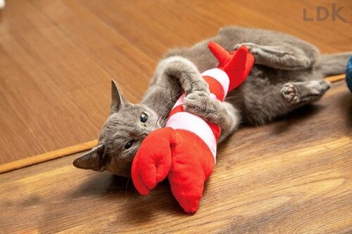 猫用おもちゃを与えるメリットは？ 猫用おもちゃおすすめ イメージ