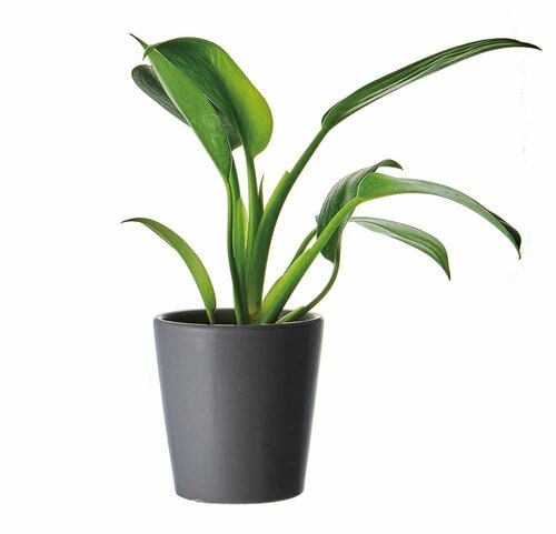 3COINS「3号観葉植物 フィロデンドロン」