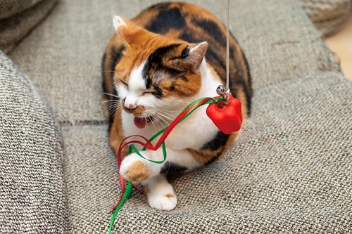 ▼テスト結果 猫用おもちゃおすすめ イメージ