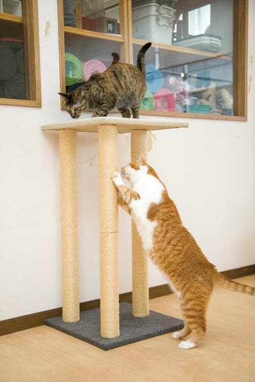 カインズ「爪とぎ ロングポール3本」2