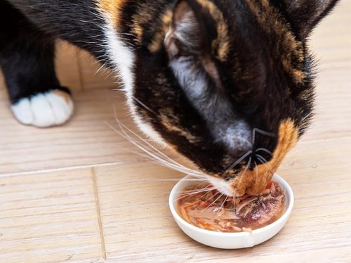 水分摂取量を増やせる 猫用ウェットフードおすすめ イメージ