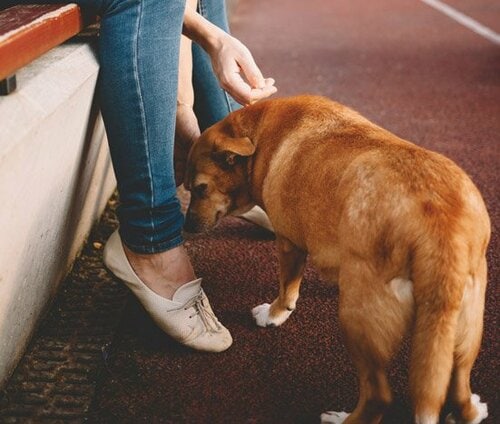 犬にモテるためには自分のにおいを嗅がせましょう イメージ