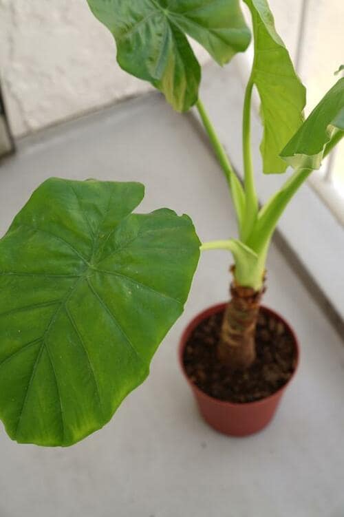 IKEAで買える“本物の植物”で温かみとリラックス感を演出 イメージ