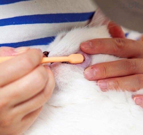 After 猫用歯ブラシおすすめ イメージ2