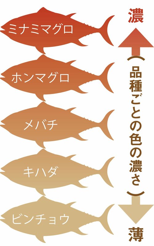 まぐろは色の濃さではなく鮮やかさを見るのが正解です 高級まぐろおすすめ イメージ
