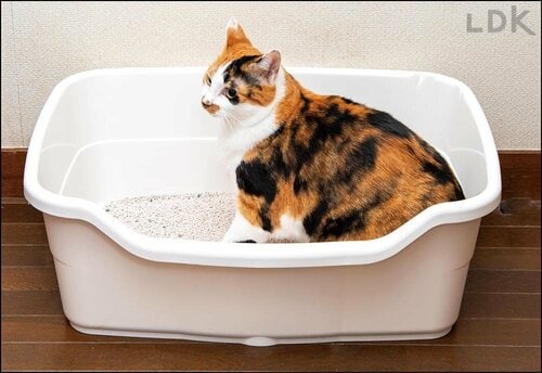 広々していて砂かきもしやすい 大型の猫トイレおすすめ イメージ