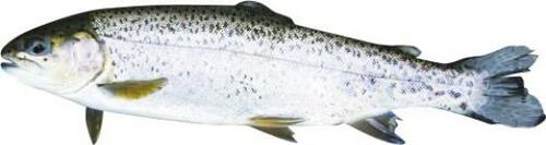 天然の渓流から管理釣り場までこんな魚が釣れる！ イメージ